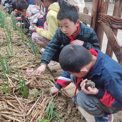 杰坝中小学一周快讯（第十周）