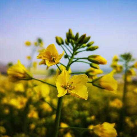 【大峪沟乐智源幼儿园】大峪沟镇乐智源幼儿园教育分享第五十课——“宅”家在古诗中寻找春天的美