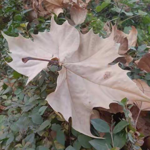 2019级科技创新实践进行中