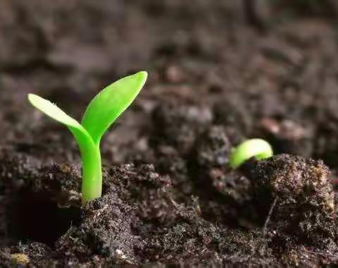 种子萌发的条件——432班  胡白茹指导老师：张雅