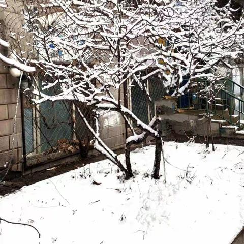 雪中即景