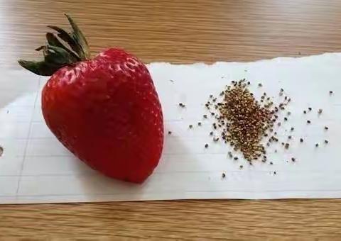 冰雪狂欢季之遇见小“莓”好