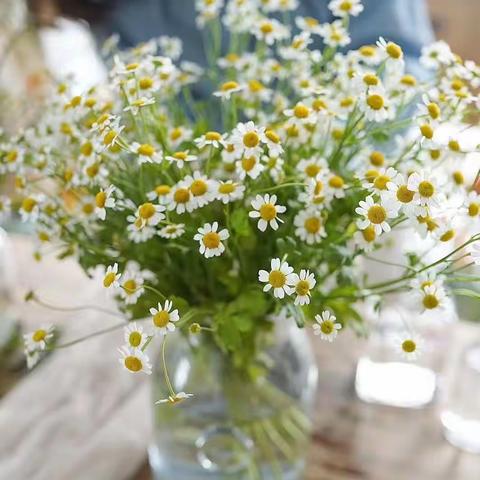 洋甘菊养护方法