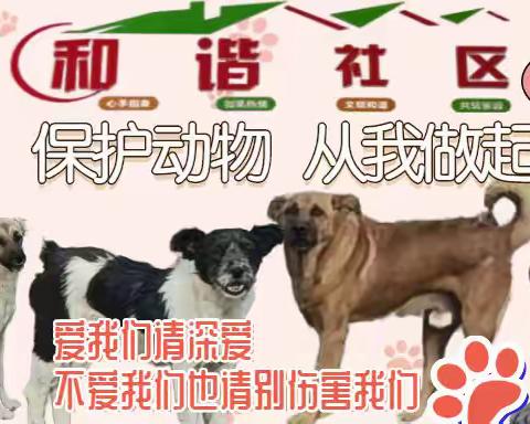 让流浪狗不再流浪