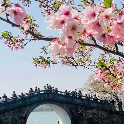 “樱”你而来～鼋头渚