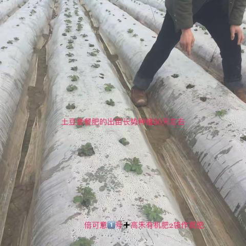 星美大棚土豆套餐肥跟踪记录                 种植户：张俊        地址：大朱聊