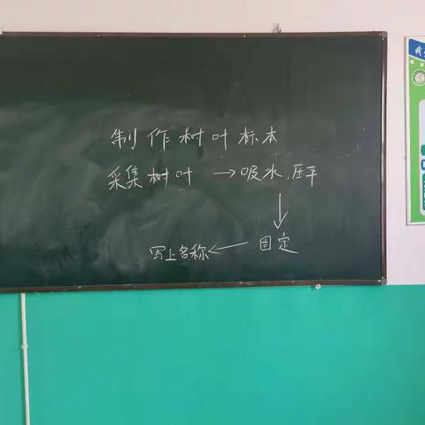 科学实验课--《制作树叶标本》