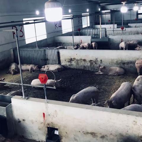 养猪人国庆中秋快乐！