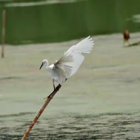 东溪湿地鹭鸟飞