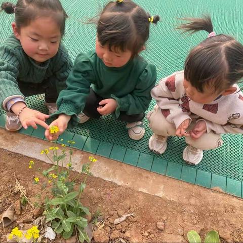 春风里油菜花和孩子们的故事正在发生