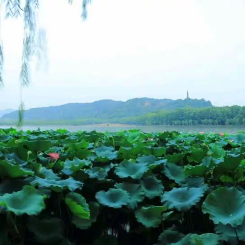 【我的微课】古诗三首—《饮湖上初晴后雨》其二