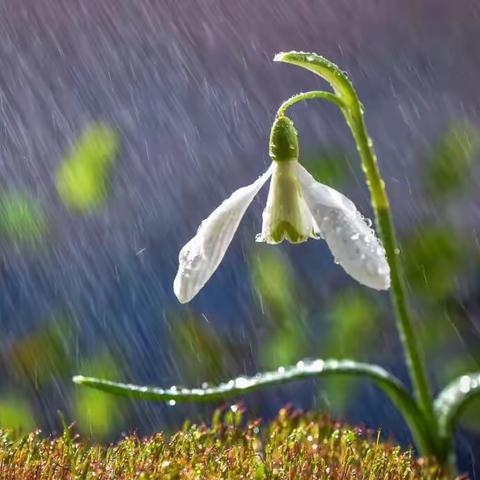 每一场雨，都有自己的名字——雨的雅称