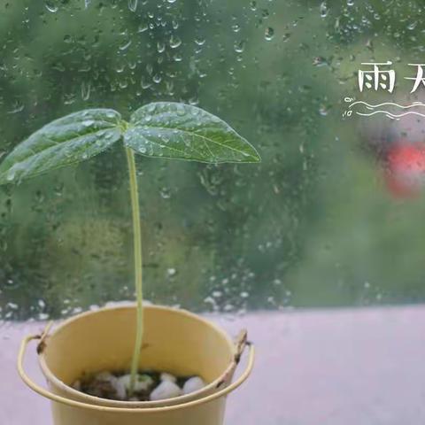 陈语晨绿豆种植记