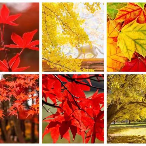 油田第二小学二八班阳光国学社小记者第一课—拥抱大自然，探索绿色奥妙