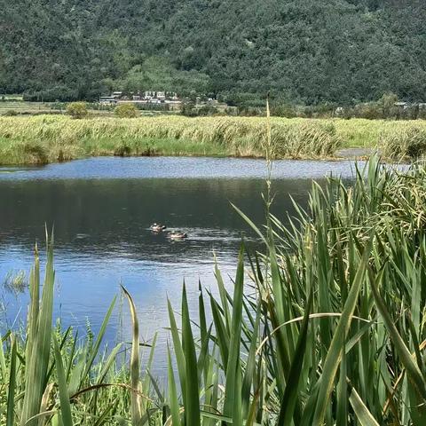 北海湿地～世界上唯一的高原火山堰塞湖湿地！