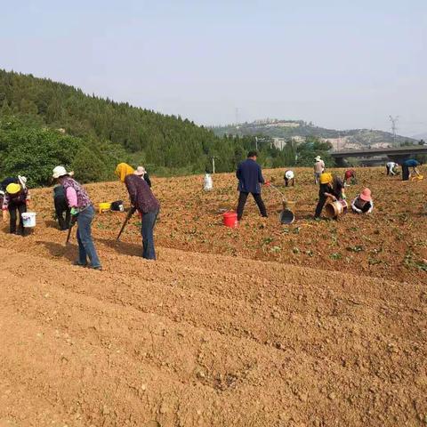 党支部领办合作 黄土地种上甜蜜薯