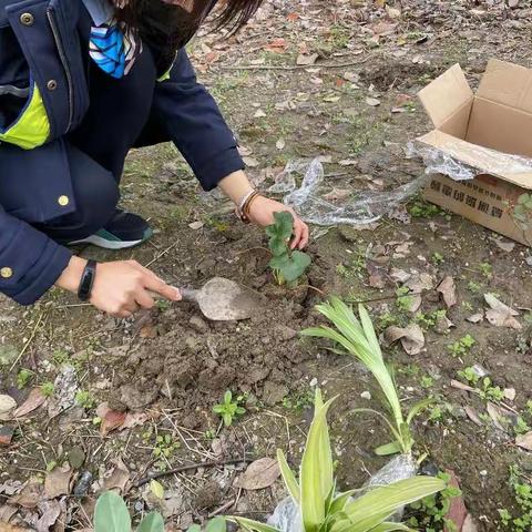 植下一片新绿