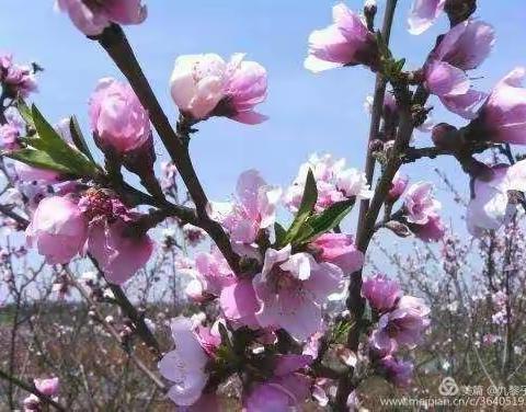 让线上教学开出美丽的花――沂南五小线上教学语文第二单元测试总结