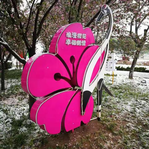 樱花、白雪