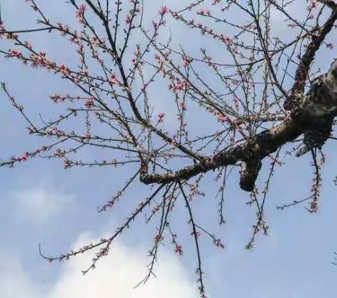 好雨知时节，当春乃发生——记乔乐学校线上教研活动