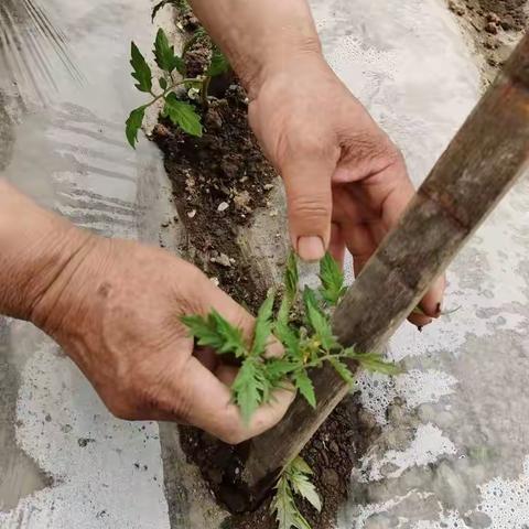 晒晒最美劳动者的手