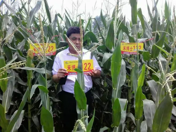 王中王,皇中皇,禾博士122玉米中的金凤凰!
