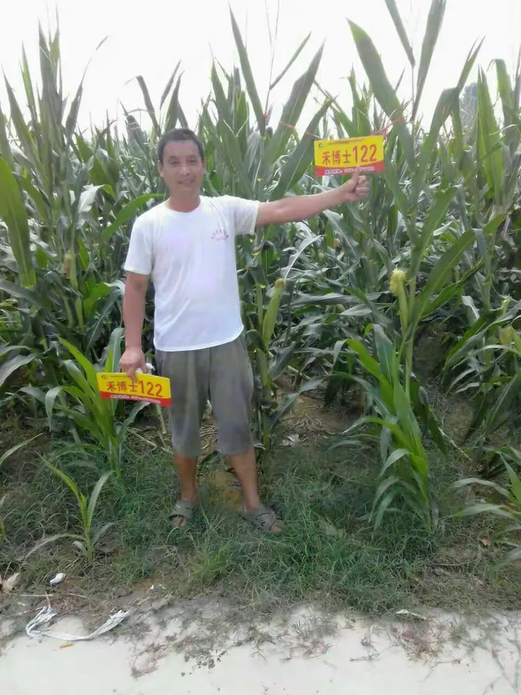王中王,皇中皇,禾博士122玉米中的金凤凰!
