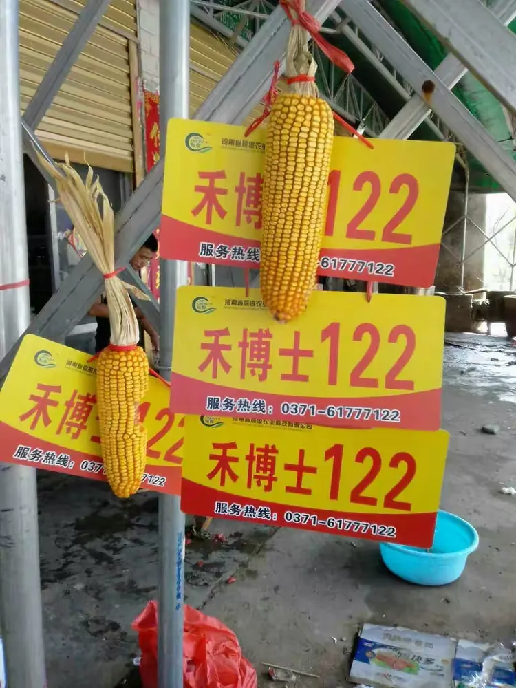 王中王,皇中皇,禾博士122玉米中的金凤凰!