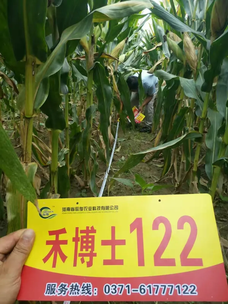 王中王,皇中皇,禾博士122玉米中的金凤凰!