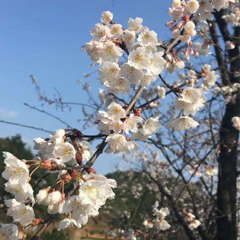 早春冷市赏樱花