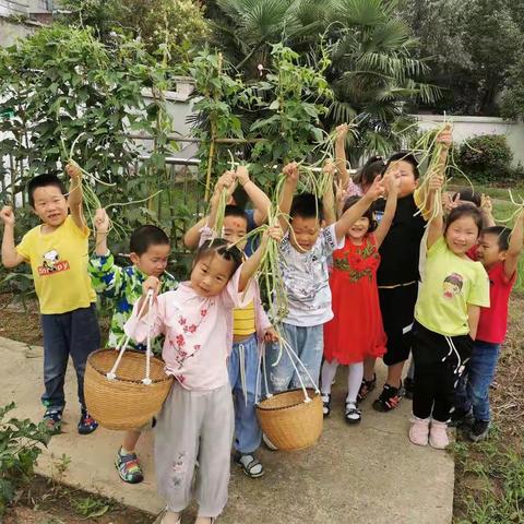 亲近自然，快乐采摘                                            ——大班认识豇豆活动