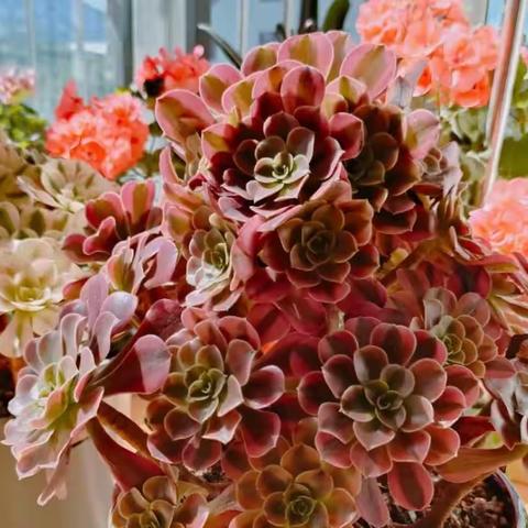 给予阳光 花开灿烂