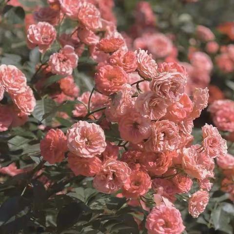 《感悟青春 记录美好》  五年学前1903李冰冰