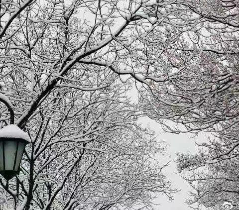 春雪满空来 处处似花开