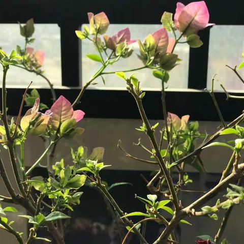 寇珈睿小朋友的艺术成长