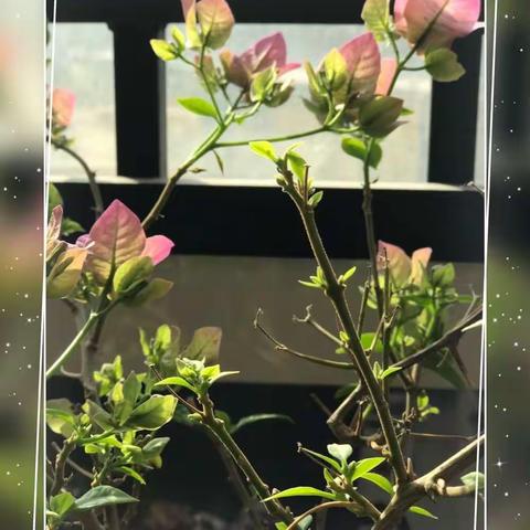 李渊博小朋友的艺术成长