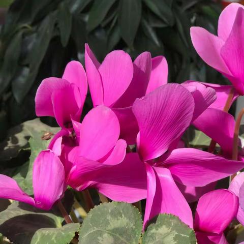 任诗惠小朋友的艺术成长