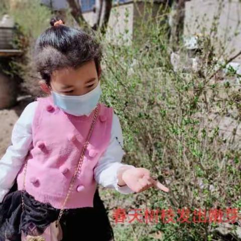 寻找春天……河西幼儿园草莓班线上主题活动