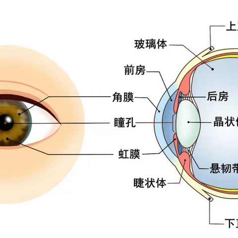 儿童眼保健基本知识和适宜技术