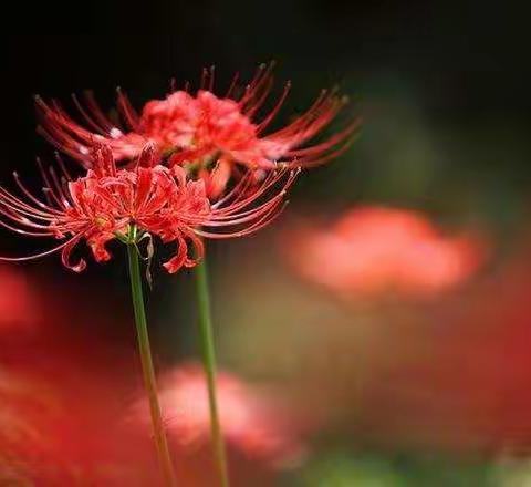 大爱中国🇨🇳打油诗二首–大沟九年一贯制学校  孟秋菊