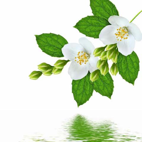 【光谷九小&音乐课堂】欣赏：民歌《茉莉花》