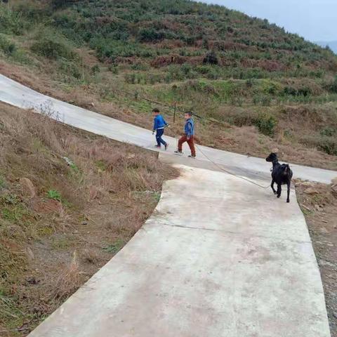 荣昌后西小学金科校区一年级二班段宇轩寒假生活