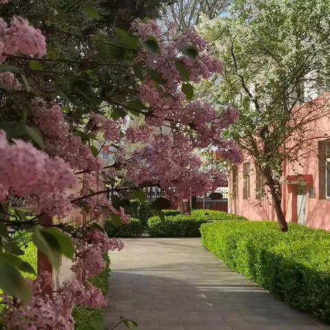 向阳花木 逐光而行 ——太原市成成中学校（成才校区）防疫期间教学教研工作纪实