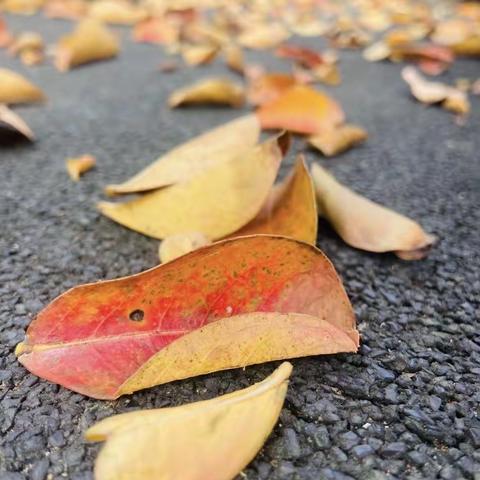 多彩秋天 🍂 童享秋趣——壹零壹实验小学附属幼儿园中二班秋季主题活动