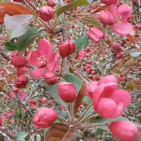 散步鞍山219公园，居住小区内手机随拍海棠花开20230417