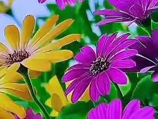 斗生利用抖音小视频做个美篇相册，画中画，主题曲（毛主席派人来）给大家带来好心情！20230409日修版。