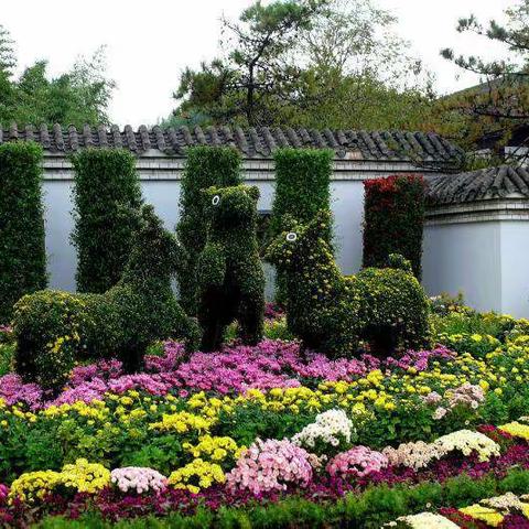 老战友李俊涛近期在天津拍摄的作品，菊花美，菊花香，菊花也属花中王。（主题曲菊花颂）20220921