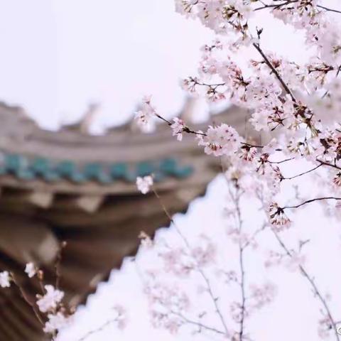 第1课  古诗三首