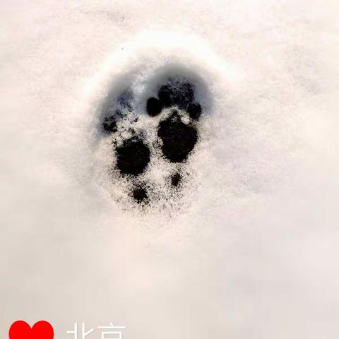 【雪地上的脚印】