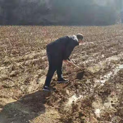 不负春日好时光  春耕一线忙生产———临潼区国营苗圃开展春季苗木生产田间管理工作